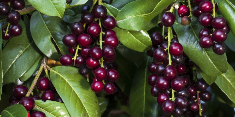 Kirschlorbeer Neophyten invasiv