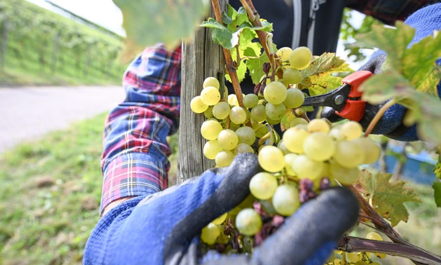 Die Weinbranche leidet. Das Parlament hat ihr im Dezember Hilfsgelder in der Höhe von 10 Millionen Franken zugesprochen.
