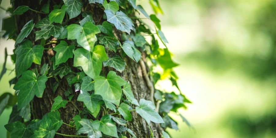 Efeu Parasit Kletterpflanze Baum
