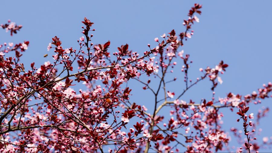 Meteorologen sprechen derzeit von einer Wärmephase.