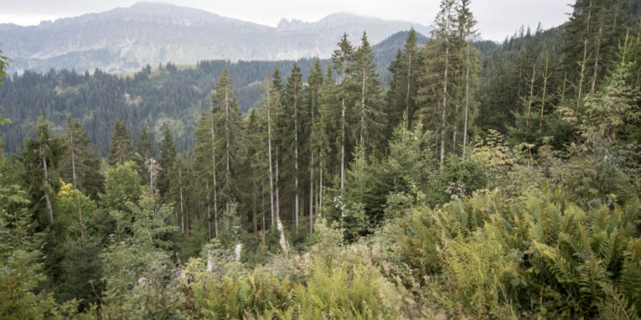 Die Funktion von Schutzwäldern wird durch Wildschäden beeinträchtigt. (Symbolbild)