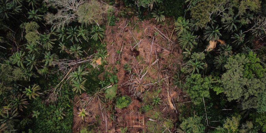 Gute Nachrichten für Regenwälder aus Ecuador: Auch gerodete Flächen können wiederbelebt werden. Bäume und Tiere kehren zurück. (Symbolbild)