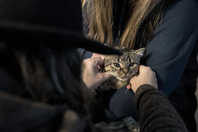 Katze