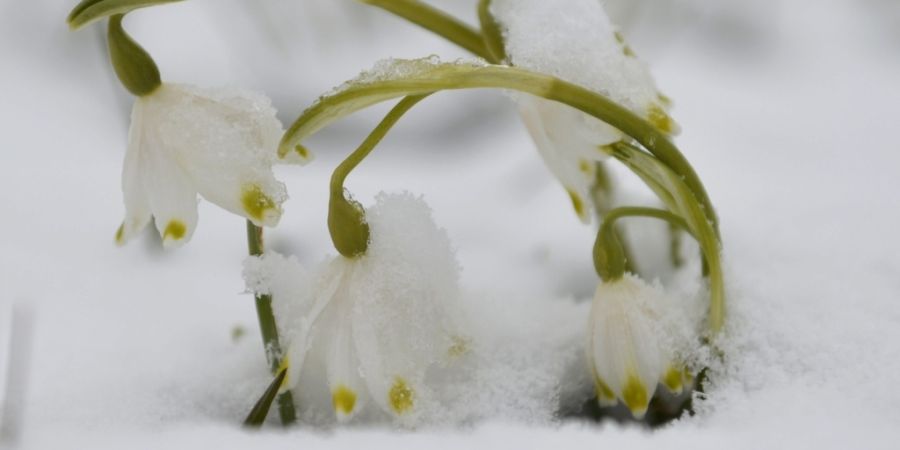 Laut den «Wetterschmöckern» sollte man die Sonne an Ostern auf der Alpennordseite geniessen. (Archivbild)