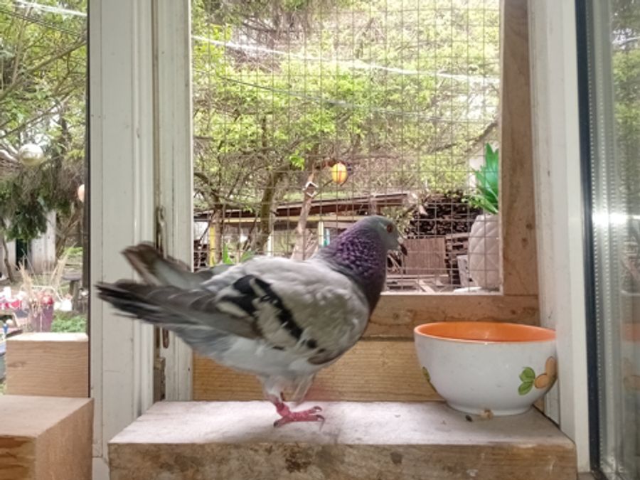 Die Nacht verbringt die Taube deshalb in einer Fensterecke mit Blick in den Garten.