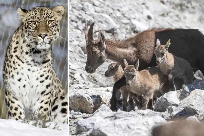 Leopard Steinbock Tierpark Dählhölzli