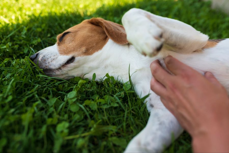 Hund im Gras, Hund wird gekrault