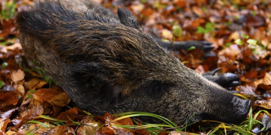 Wildschwein afrikanische Schweinepest