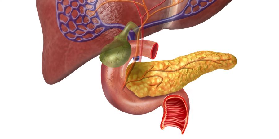Bauchspeicheldrüse