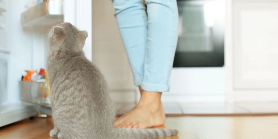 Katze, Kühlschrank, Frauenbeine