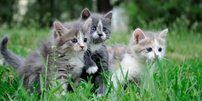 Den drei Kitten war nur ein kurzes Leben vergönnt. (Symbolbild) Katzenbabys