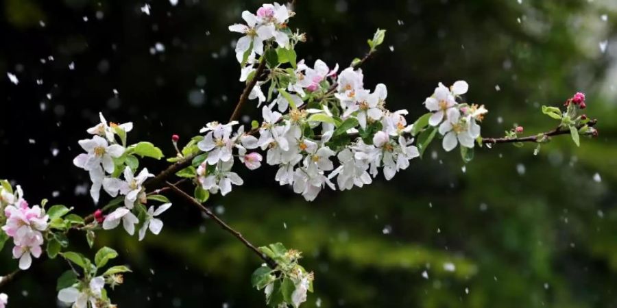 Der Winter hat sich am ersten Maiwochenende zurückgemeldet. Diese Apfelblüten stehen in einem Garten in Kaufbeuren im Schneetreiben. Foto: Karl-Josef Hildenbrand