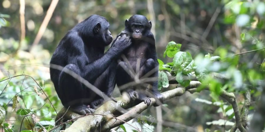 Bonobo-Gruppen sind weiblich geprägt