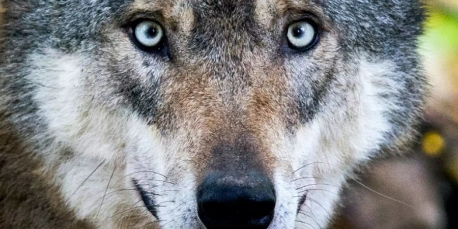 Ein Wolf in einem Gehege