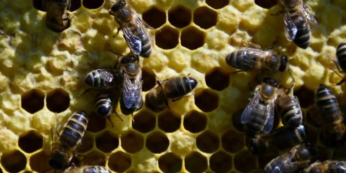 Bienen in Honigwaben. Bienen