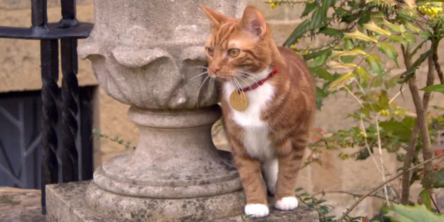 Katzen