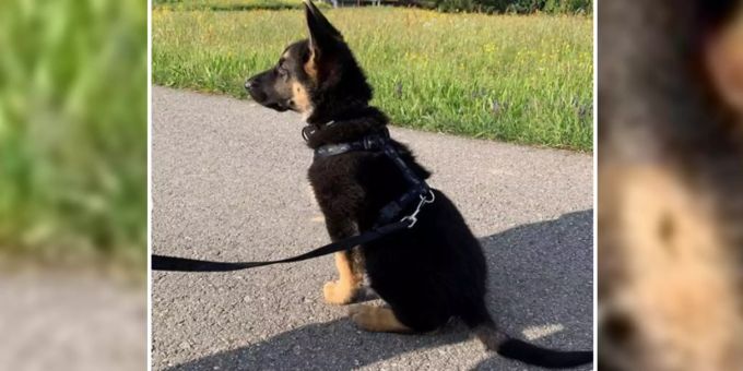 Hündchen Ferox ist ab sofort im Einsatz. zh