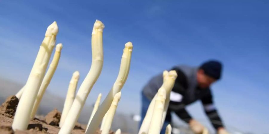 Spargelstangen ragen auf einem Hof im südhessischen Weiterstadt aus dem Damm, während ein Saisonarbeiter das edle Gemüse erntet. Foto: Arne Dedert