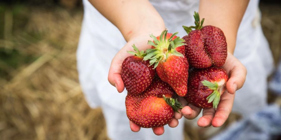 Bald ist es soweit: Die ersten Erdbeeren können geerntet werden.