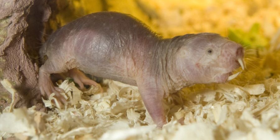 Die Königin einer Nacktmull-Kolonie kann bis ins hohe Alter Nachwuchs bekommen. Nun haben Forscher herausgefunden, welche Faktoren für dieses im Tierreich sehr seltene Phänomen verantwortlich sind. (Archivbild)