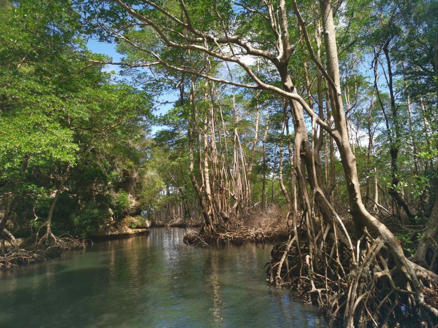 Mangroven Wasser Los Haitises