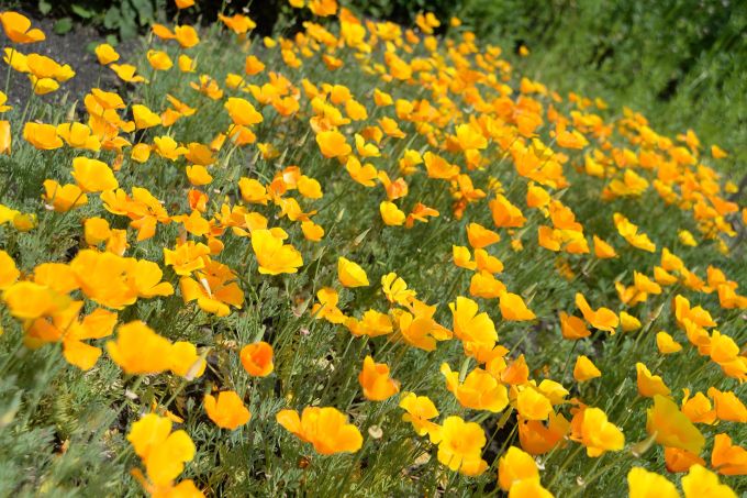 Er blüht in der Wärme, aber er hält auch Kälte aus: der Kalifornische Mohn. Wärme Kälte Kalifornischer Mohn