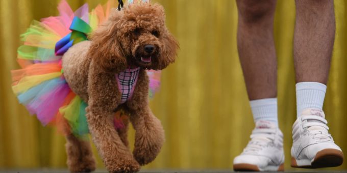 Ein Pudel in Regenbogenfarben bei der Sydney WorldPride 2023. Steven Saphore/AAP/dpa «Doggywood»-Parade»