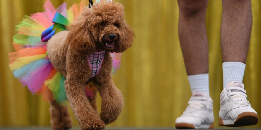 «Doggywood»-Parade»