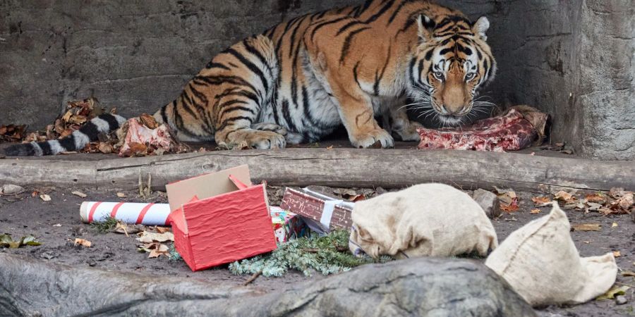 Auch Tigerpapa Yasha freut sich über einen mit Rinderfleisch gefüllten Jutesack.