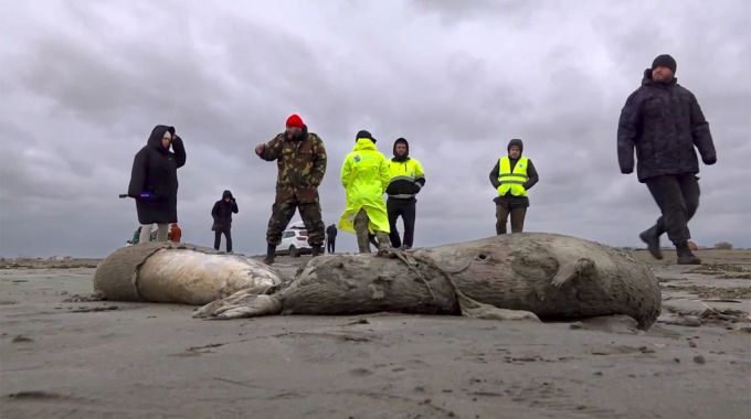 Die Kadaver der Robben werden untersucht. Bisher konnten keine Schadstoffe nachgewiesen werden – die Leiterin der Naturschutzbehörde geht davon aus, dass die Tiere an Sauerstoffmangel verendet sind. Tote Robben Kaspisches Meer