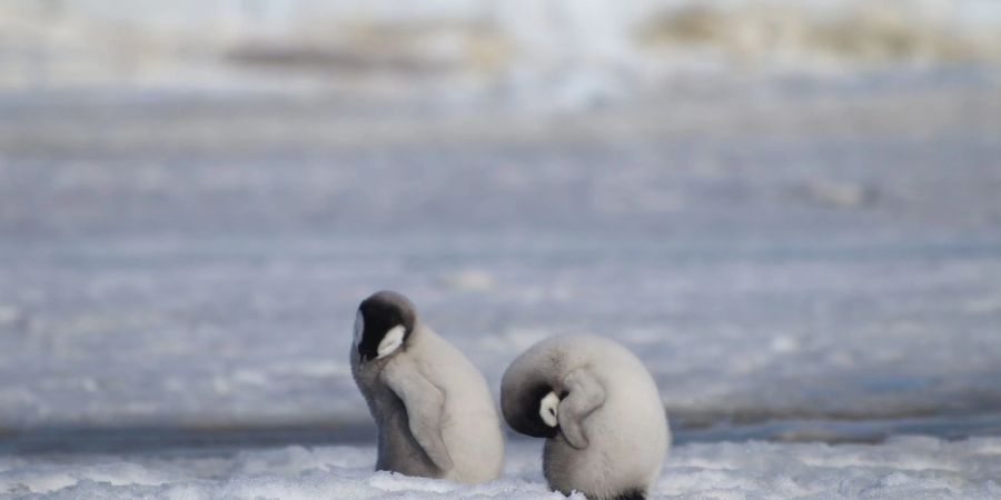 Ein- Foto des British Antarctic Survey (BAS) zeigt Kaiserpinguinküken. Laut Wissenschaftlern wurde eine neue Kaiserpinguin-Kolonie in der Antarktis mit Hilfe von Satellitenkartierungstechnologie entdeckt.