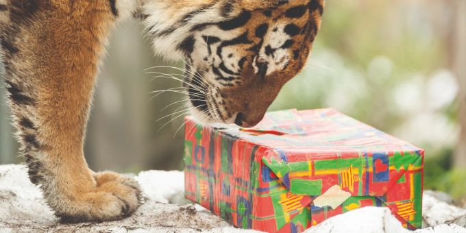 Tierische Weihnachten in Walter Zoo. Tierische Weihnachten.