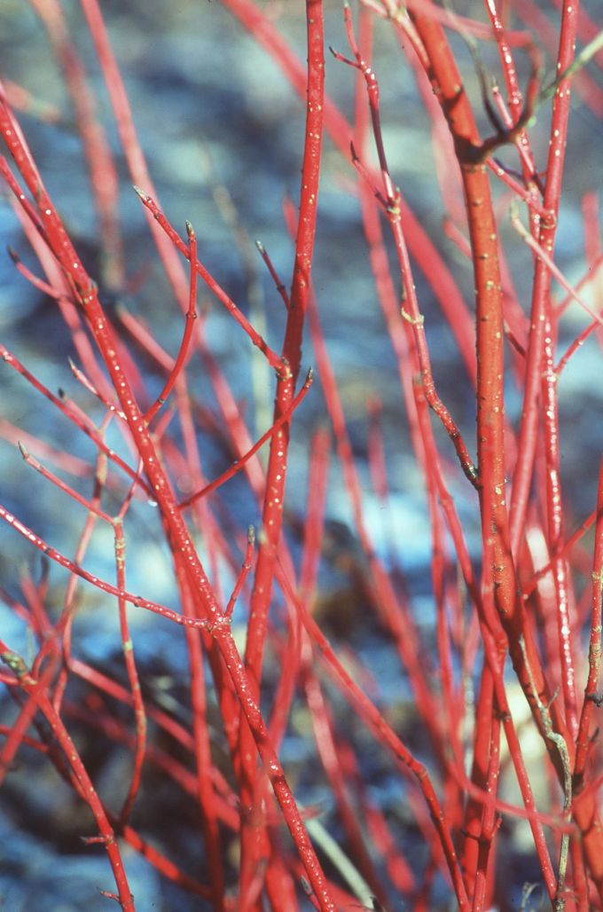 Der rot-triebige Hartriegel lässt im Winter mit seiner Rinde den sonst farblosen Garten leuchten. Hartriegel rot Rinde Garten