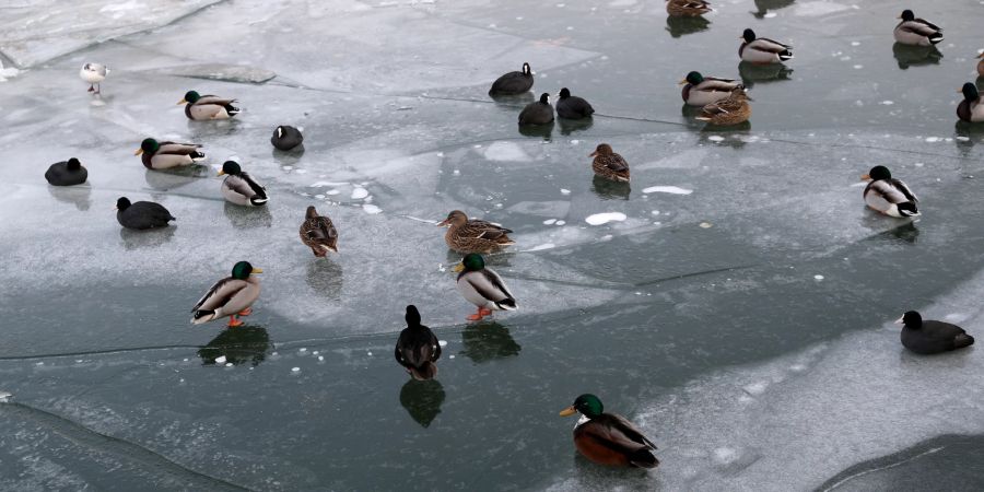 Eis Enten See Winter