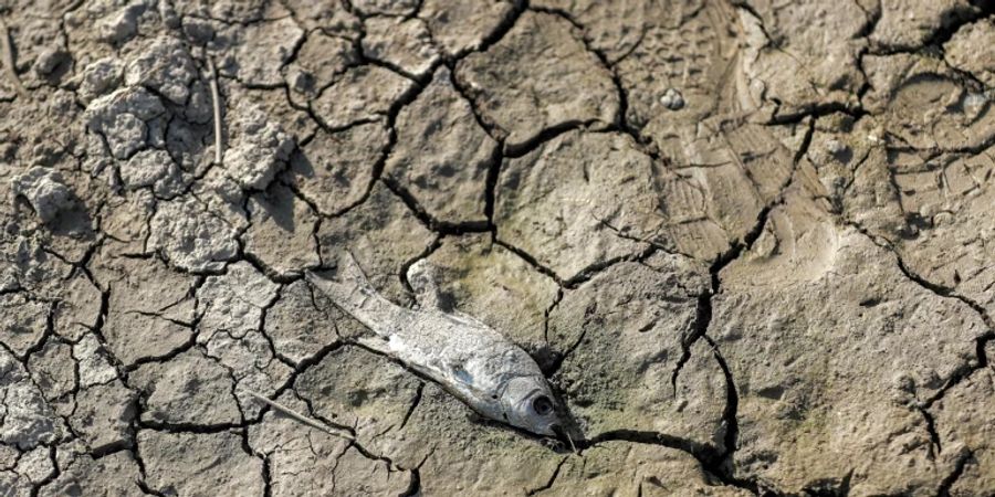 Toter Fisch an einem ausgetrockneten Ufer