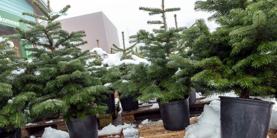 Weihnachtsbäume im Topf. (Symbolbild)