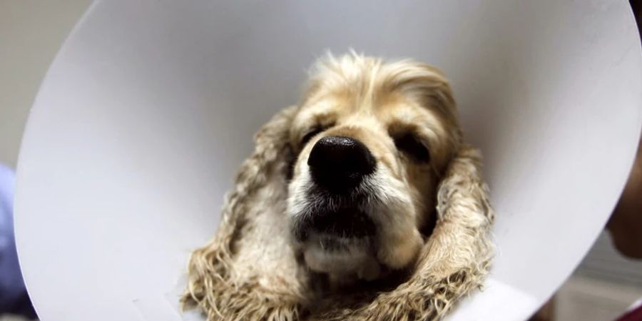 Hund mit Schutzkragen