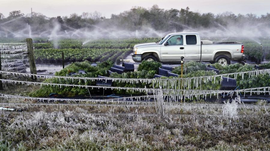 Derzeit sorgen in Florida Winterstürme für für die Region extrem untypischen Frost.