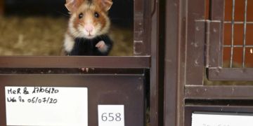 hamster grippe