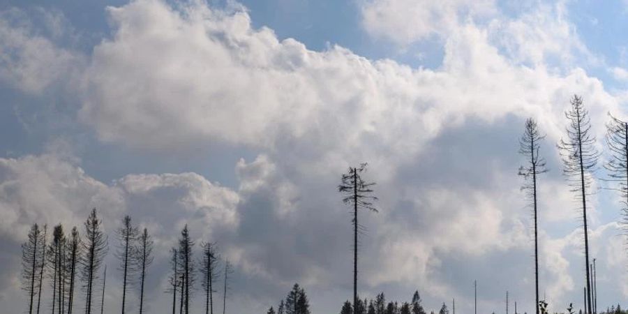 Tote Nadelbäume stehen auf einer gerodeten Fläche. Die Trockenheit der Jahre 2019 und 2020 und der Borkenkäfer hatte einen grossen Teil der Fichten im Harz absterben lassen. Nun werden die T