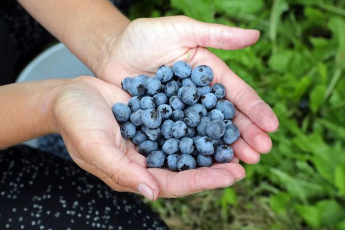Wer Heidelbeeren statt zu essen auf den Boden schmeisst, der verschwendet Lebensmittel. heidelbeeren