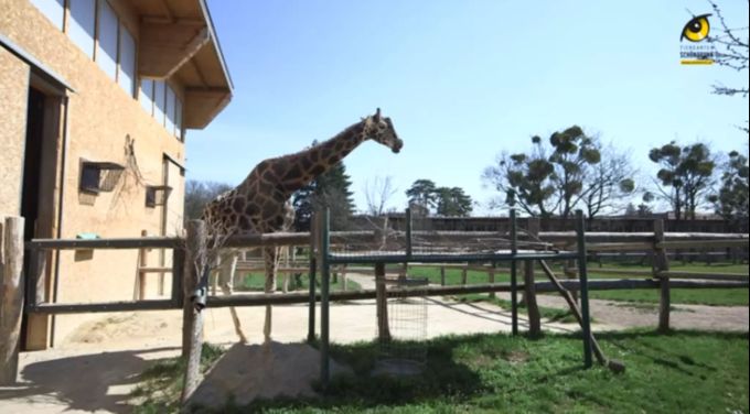 Der Giraffenbulle Kimbar musste eingeschläfert werden. giraffe