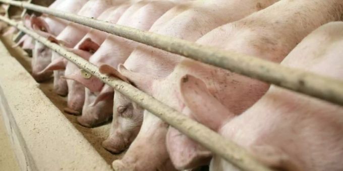 Die Massnahmen der Agrarpolitik 2022 sehen eine grössere Minimalfläche pro Tier vor. Trinkwasser-Initative Schweine Stall