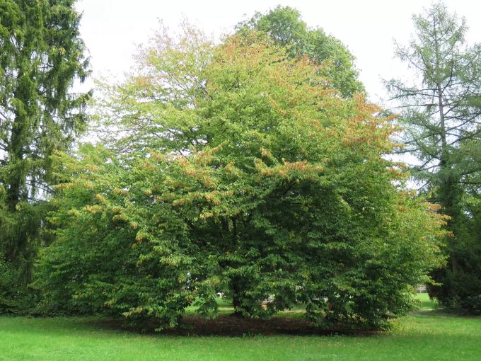 Das Baumgrab auf dem Friedhof Chloos in Kloten ist besonders beliebt. Friedhof Chloos Kloten