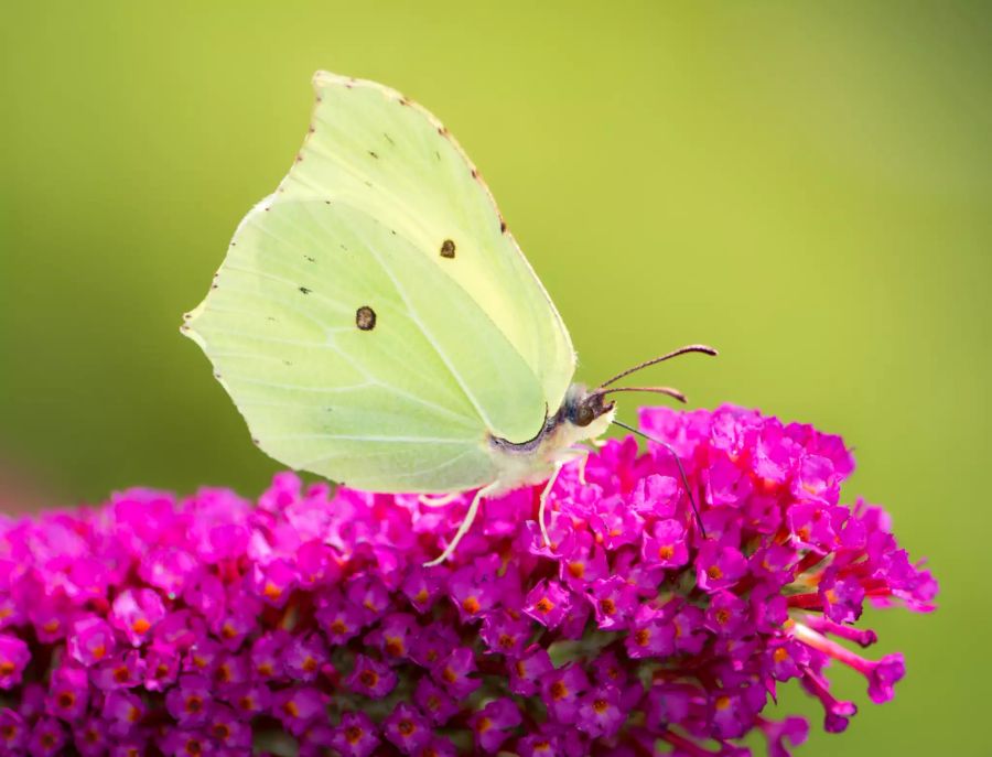 Wer sich einen Garten voller bunter Sommervögel wünscht, muss schon etwas mehr bieten, um die farbenfrohen Insekten zu verführen.