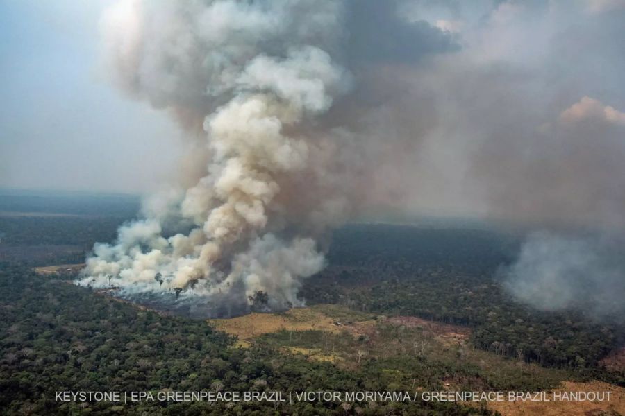 AMazonas Brandrodung