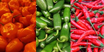 Jalapeno Hot Chili Habanero