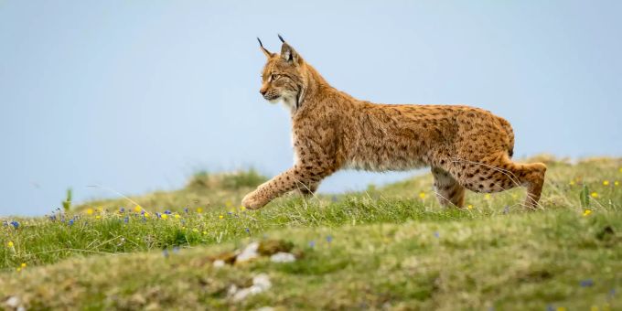 Aarau - Bis zu 39 Luchse leben in Wäldern der Region Jura Nord