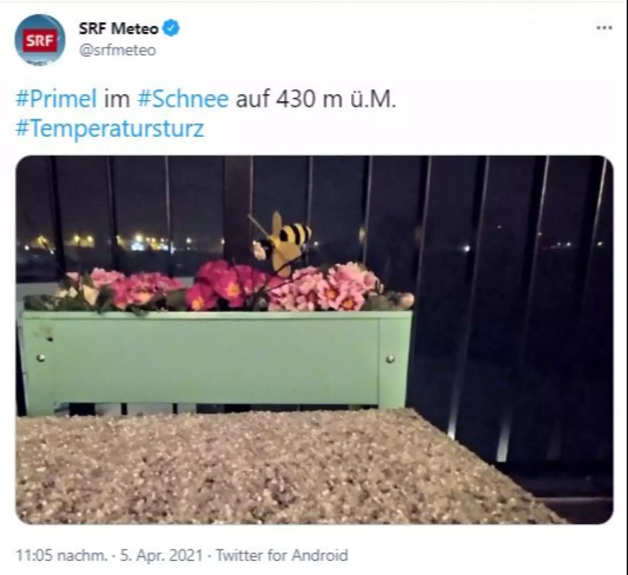 «SRF Meteo» zeigt auf seinem Twitter-Account «Primel im Schnee».