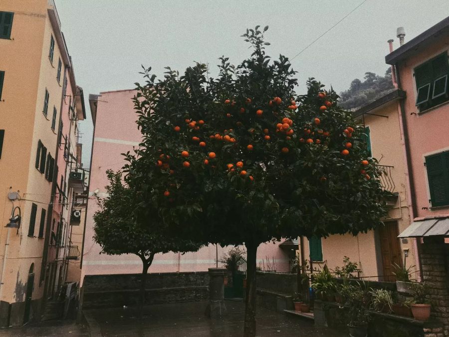 Ein Orangenbaum in Cinque Terre in Italien.